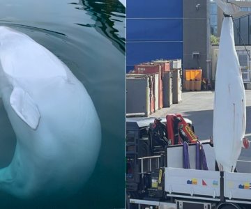 Autopsia revela causa de muerte de Hvaldimir, beluga espía rusa