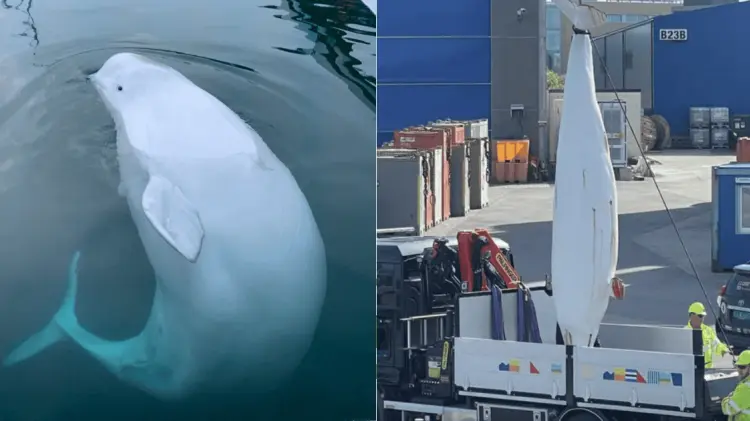 Este viernes se dio a conocer la causa de la muerte de Hvaldimir. (Foto: Cortesía)