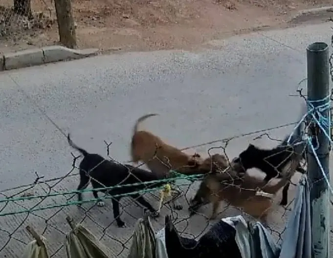 Los perros se metieron a un domicilio y atacaron a un gato que estaba en su interior.