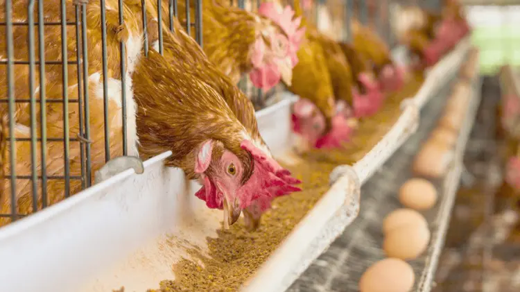 Sonora concentra el 5.8% de la producción nacional de huevo. (Foto: Especial/EXPRESO)