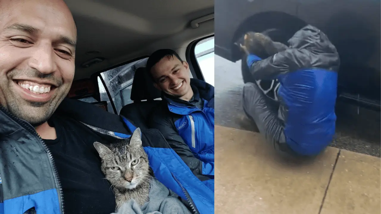 Rescatan a gata durante huracán Milton en Florida
