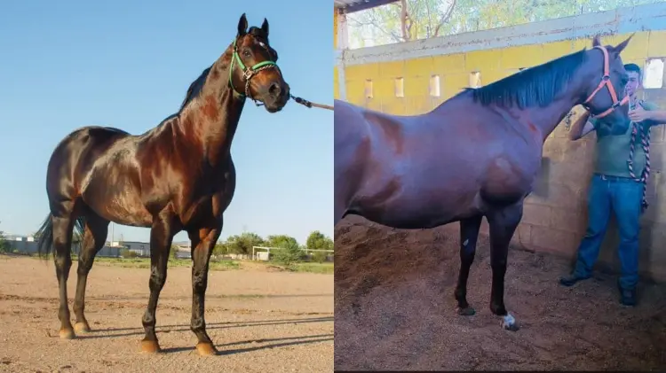 Somoza y Matías protagonizarán el evento que contará con un total de 12 carreras. (Foto: Cortesía)
