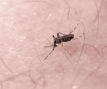 Dengue en Sonora: 987 casos confirmados y cero defunciones