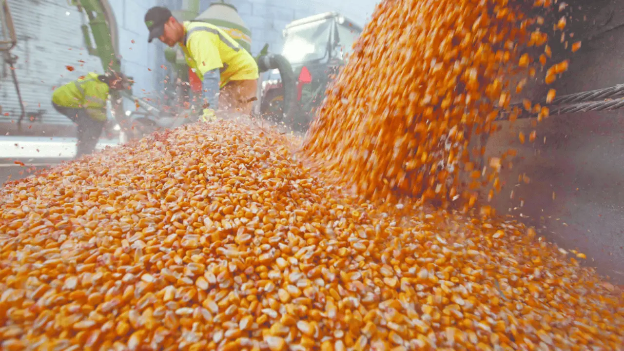 México es número uno en importación de maíz