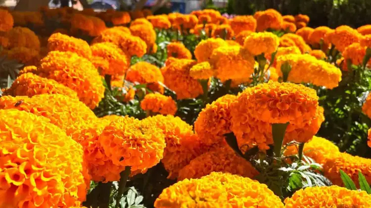 Foto: Especial / EXPRESO.