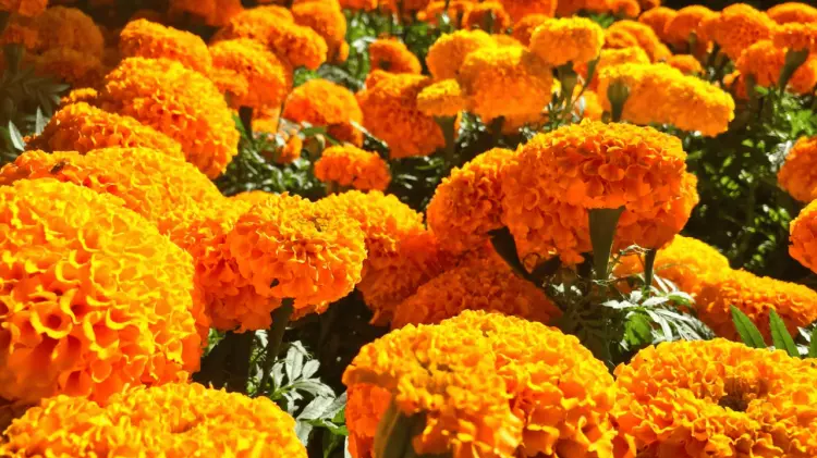 Es uno de los elementos más icónicos y representativos del Día de Muertos. (Foto: Jorge Flores)