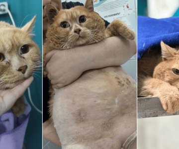 Muere Kroshik, el gato ruso de 17 kilos que se hizo viral en redes sociales