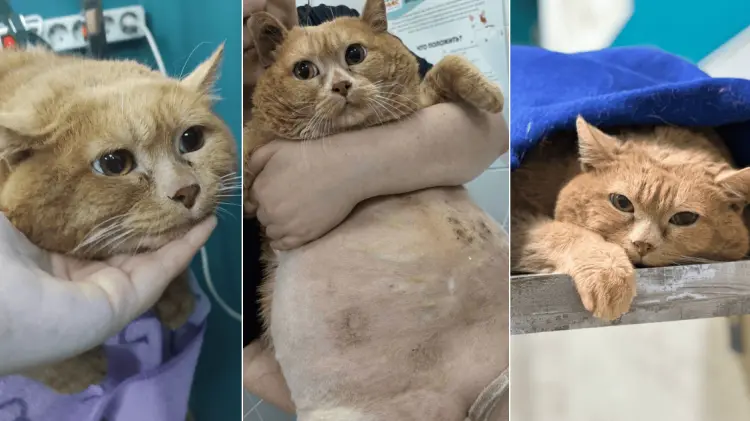 El gato pesaba 17 kilos cuando fue rescatado. (Foto: Cortesía)