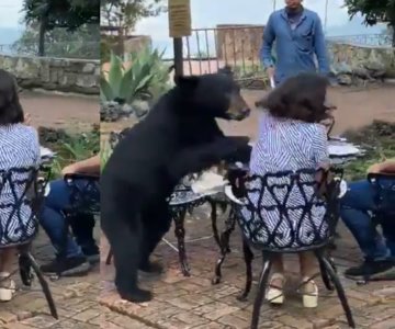 VIDEO | Oso negro ataca a mujer en restaurante de San Pedro