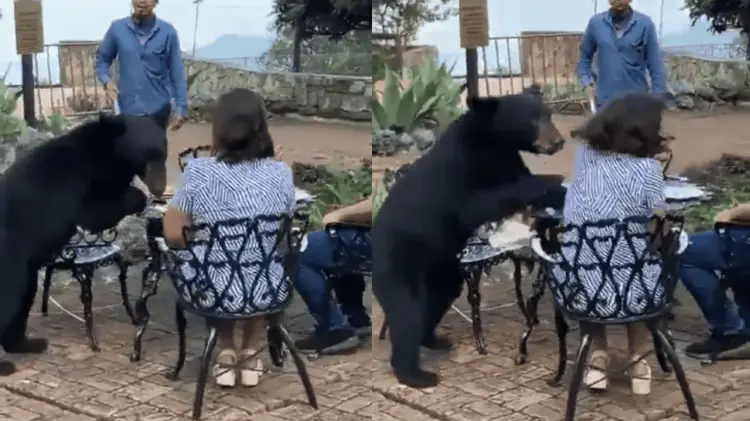 El oso golpeó a la mujer en el rostro usando sus patas delanteras. (Especial / EXPRESO)