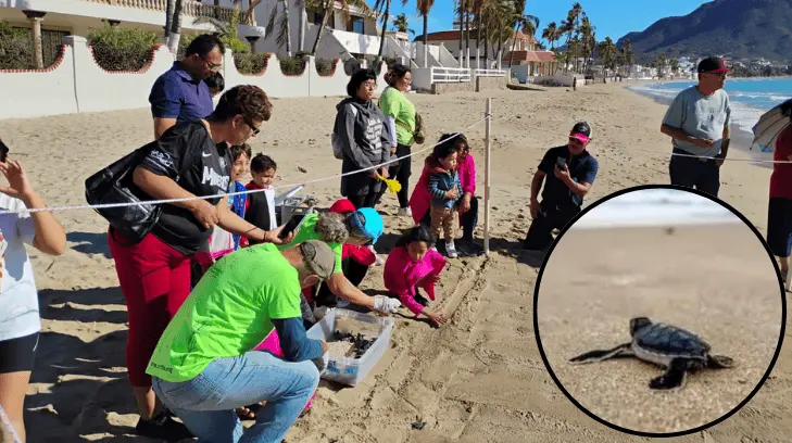 Liberan tortuguitas en Miramar