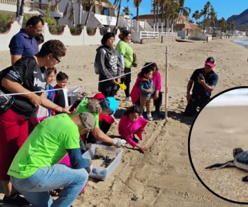 Liberan tortuguitas en Miramar