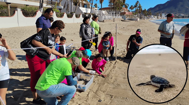 Liberan tortuguitas en Miramar