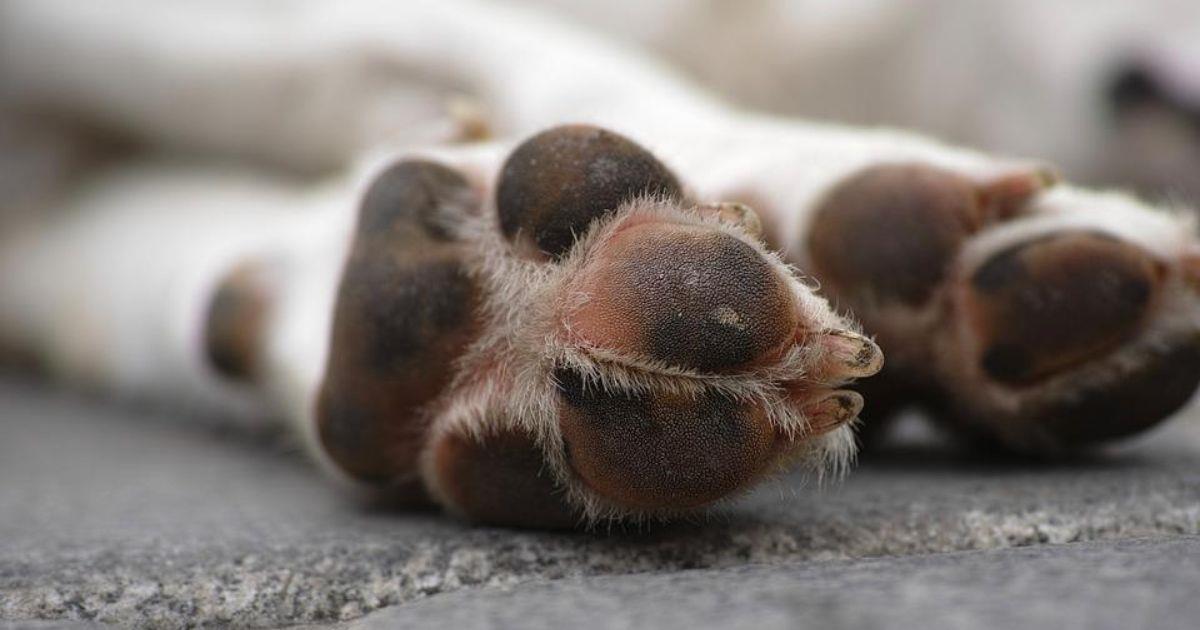 Buscan a presunto responsable de envenenar a más de 10 mascotas en Yucatán