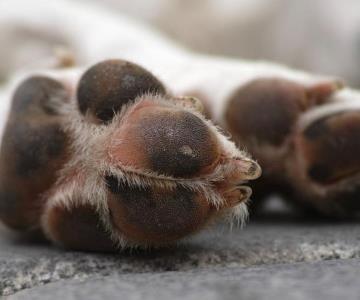 Buscan a presunto responsable de envenenar a más de 10 mascotas en Yucatán