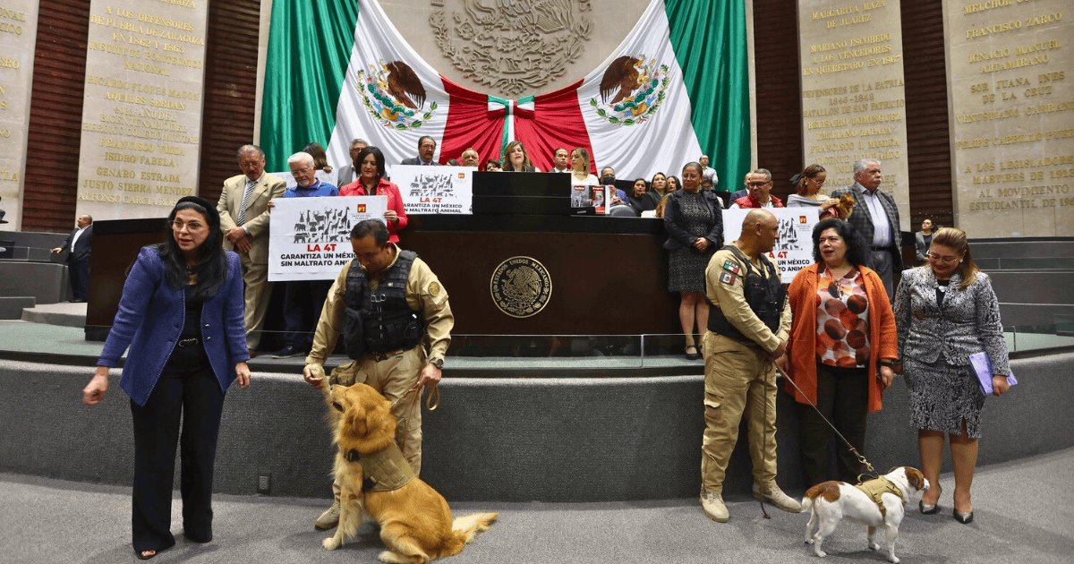 Reforma constitucional contra maltrato animal avanza en Cámara de Diputados