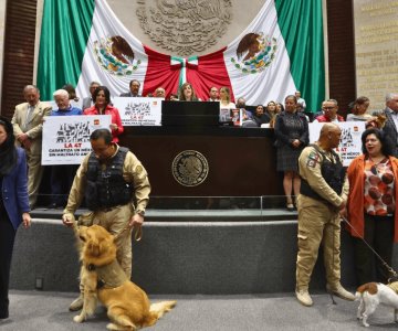 Reforma constitucional contra maltrato animal avanza en Cámara de Diputados