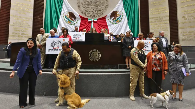 Avanza reforma constitucional para que el Estado garantice el bienestar animal. (Foto: REFORMA)