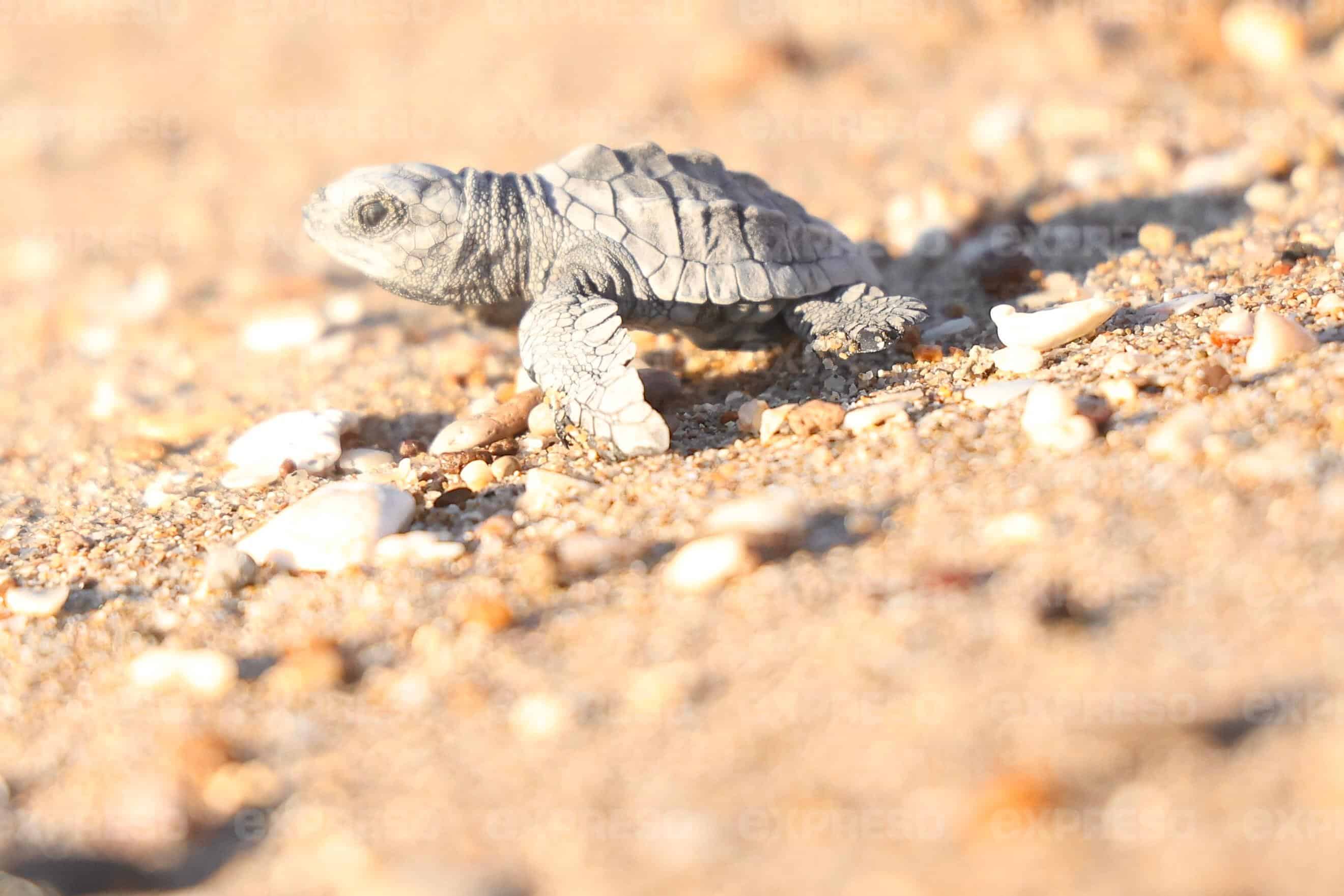 Grupo Tortuguero de Bahía de Kino libera 77 tortugas golfinas