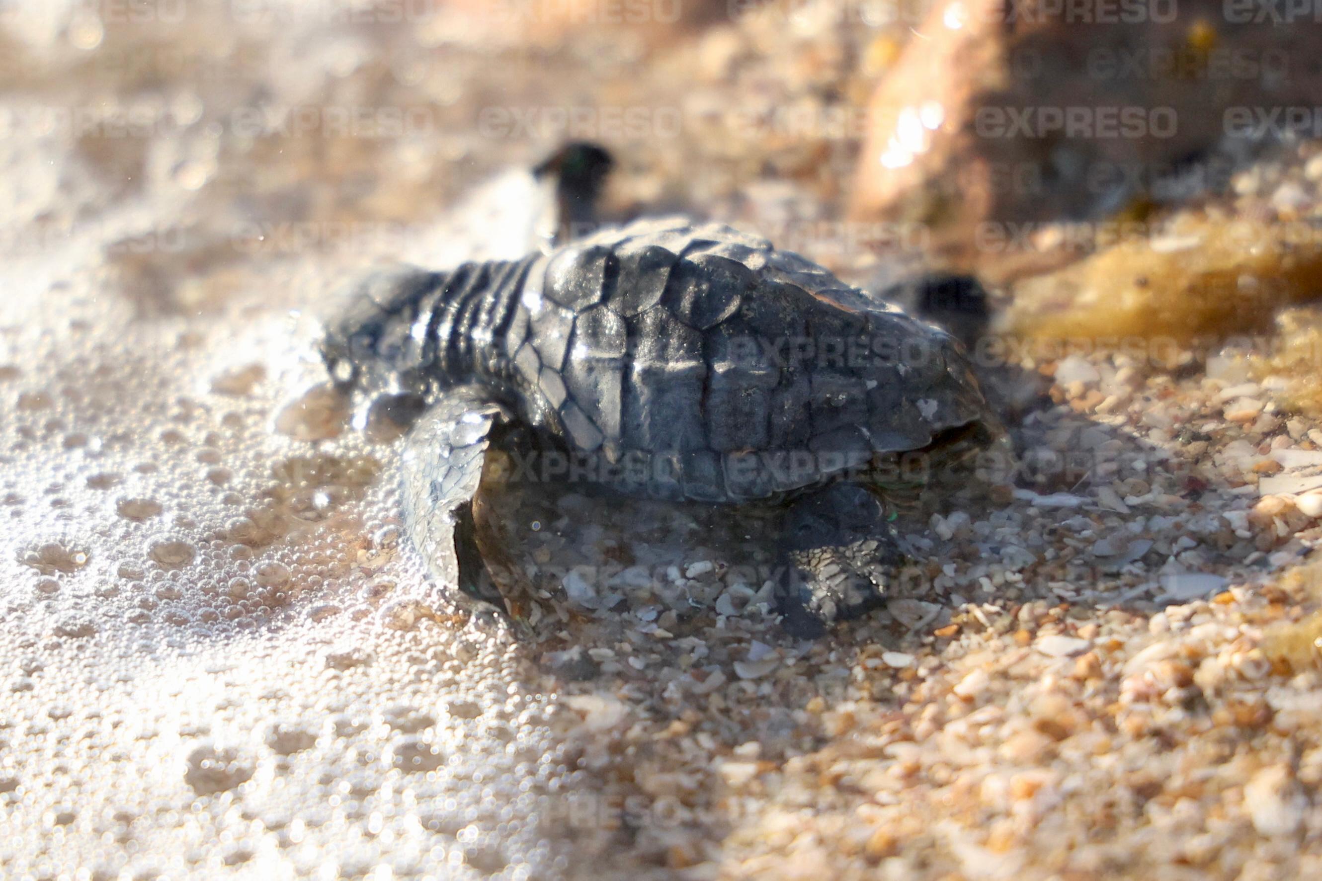 Grupo Tortuguero de Bahía de Kino libera 77 tortugas golfinas