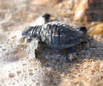 Grupo Tortuguero de Bahía de Kino libera 77 tortugas golfinas