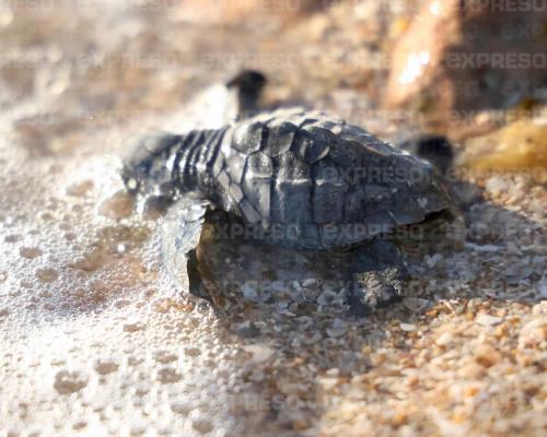 Grupo Tortuguero de Bahía de Kino libera 77 tortugas golfinas