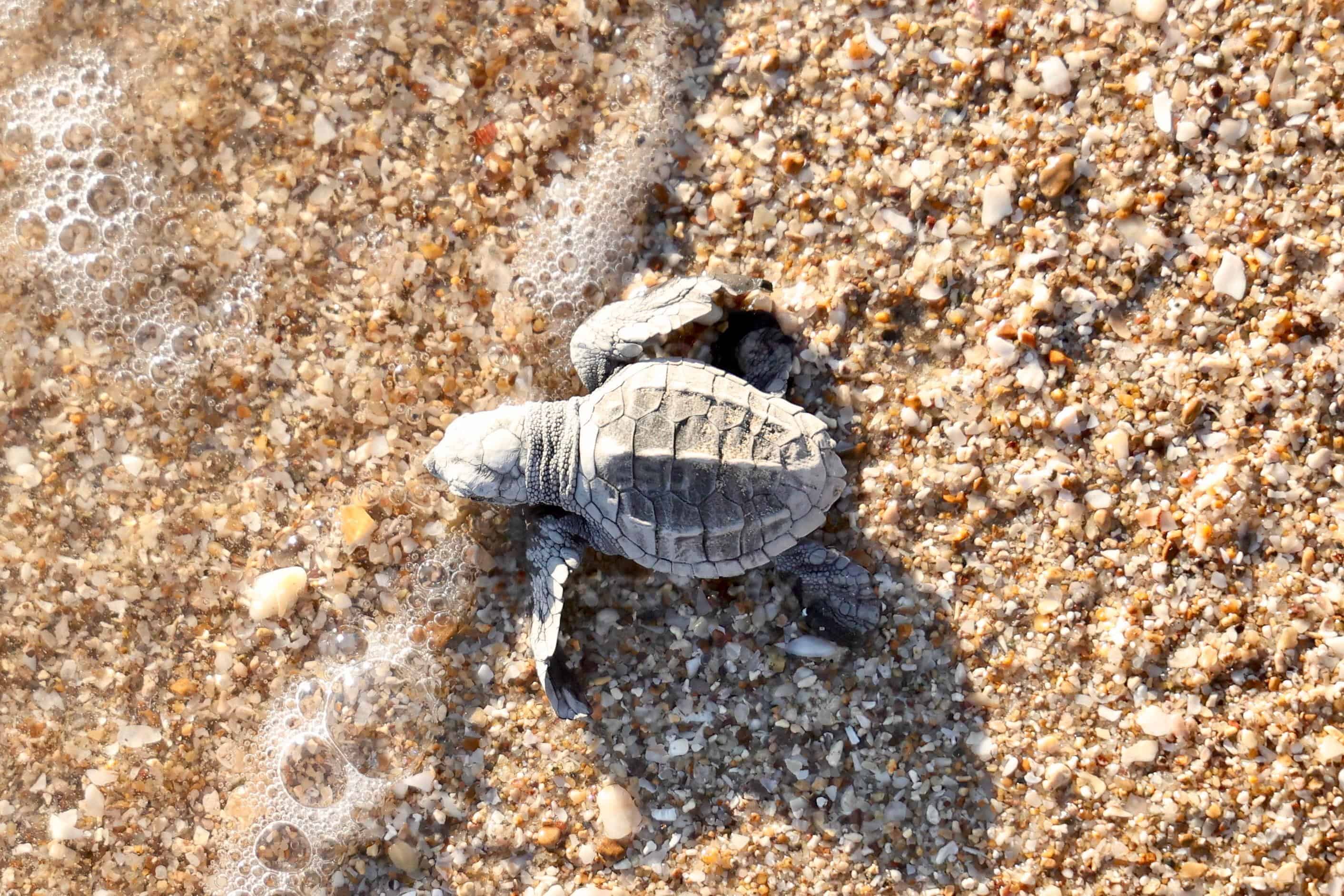 Grupo Tortuguero de Bahía de Kino libera 77 tortugas golfinas