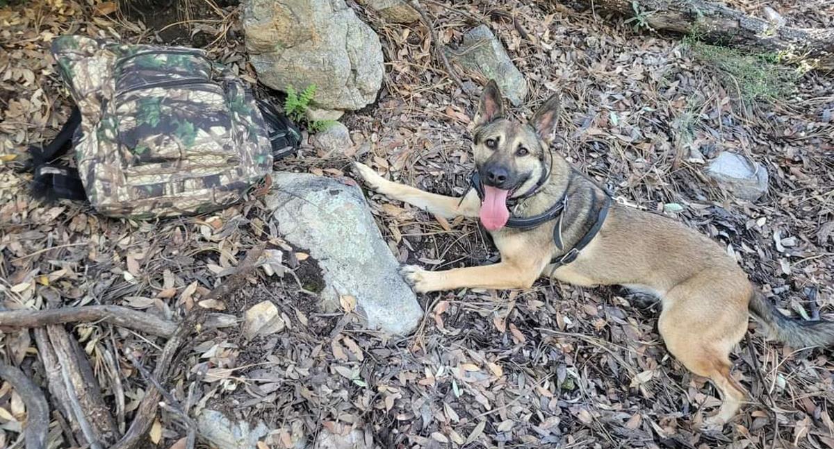 Caninos encuentran mochilas con narcóticos en las Montañas Santa Rita