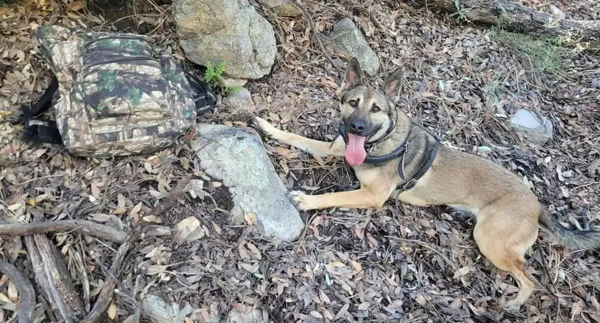 Caninos encuentran mochilas con narcóticos en las Montañas Santa Rita