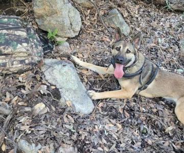 Caninos encuentran mochilas con narcóticos en las Montañas Santa Rita