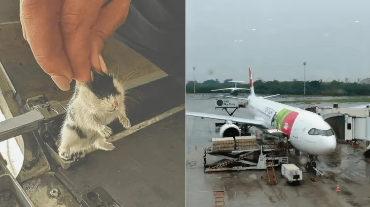 Los hámsteres provocaron daños en la aeronave. (Foto: Cortesía)