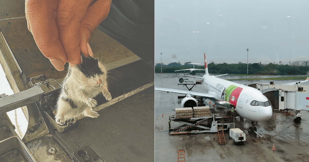 Avión queda varado en Portugal por fuga de 132 hámsteres en pleno vuelo