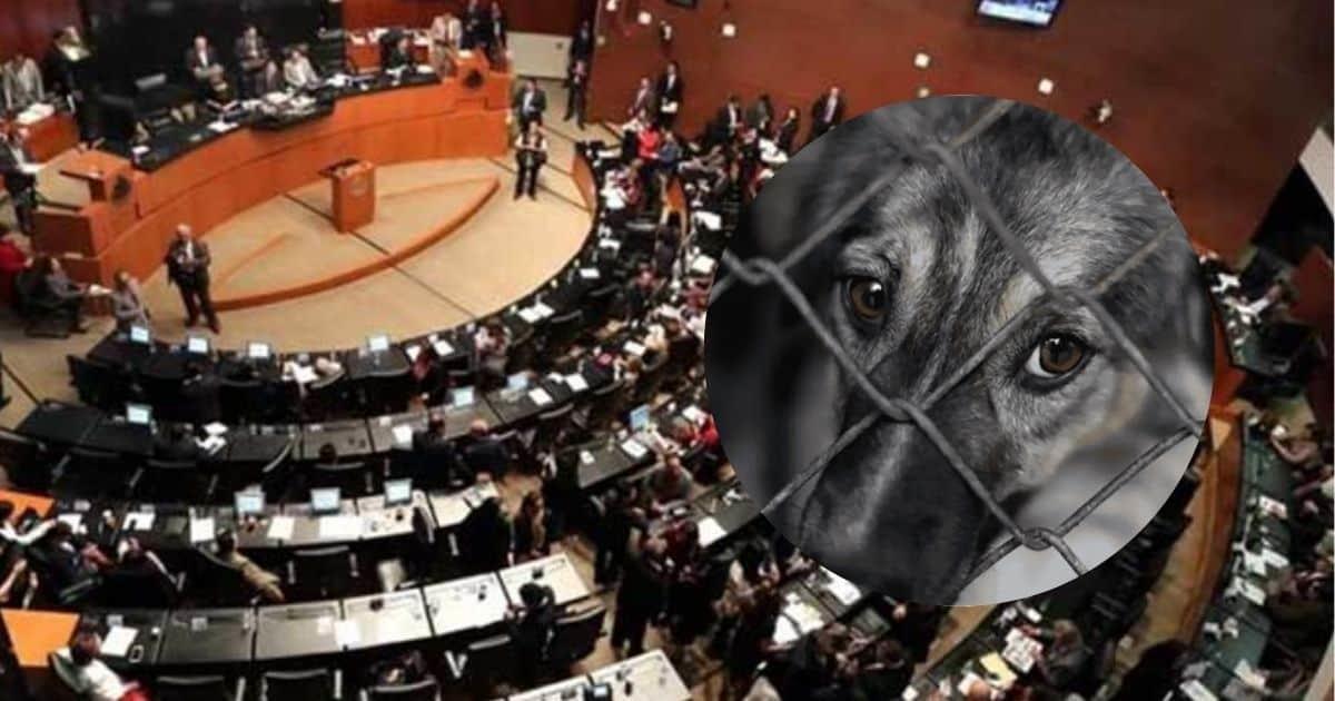 Senado avala reforma que prohíbe el maltrato animal