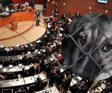 Senado avala reforma que prohíbe el maltrato animal