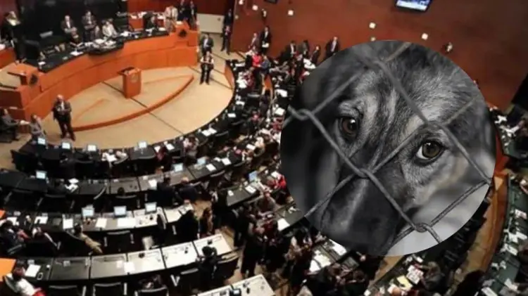 Este jueves fue aprobada la reforma en una sesión en el Senado de la República. (Foto: Especial)