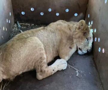 Rescatan a cachorro de león abandonado en un remolque en Sinaloa