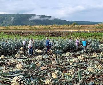 Magdalena de Kino sembrará agave de manera sustentable