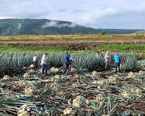 Magdalena de Kino sembrará agave de manera sustentable