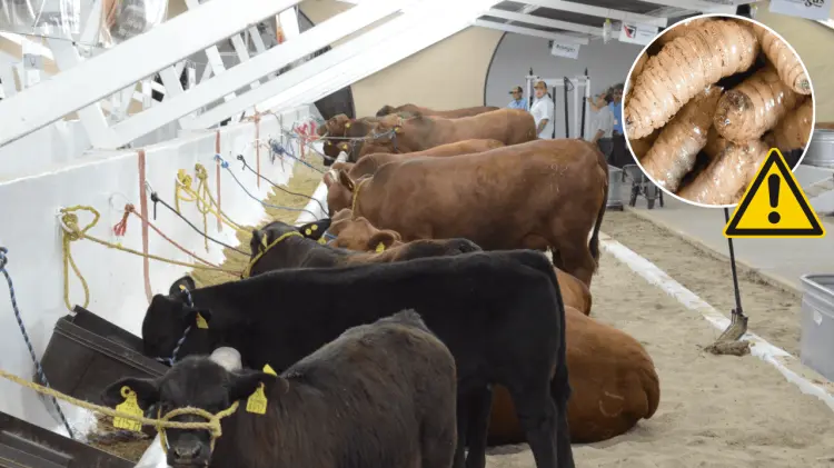 El animal infectado entró por la frontera de Chiapas. (Especial / EXPRESO)