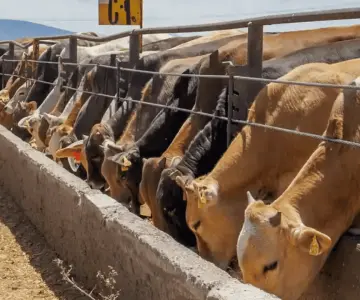 Sonora reanuda exportación de ganado a Estados Unidos