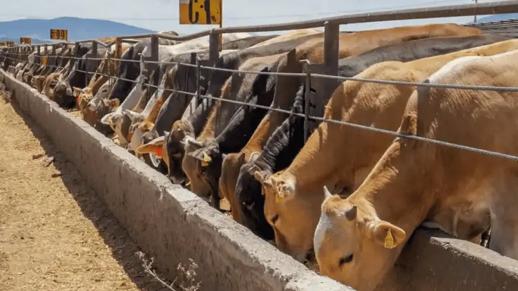 El protocolo incluye baños al ganado con diversos desparasitantes. (Especial / EXPRESO)