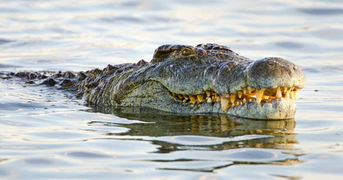 Muere hombre tras ser atacado y devorado por un cocodrilo en Tabasco