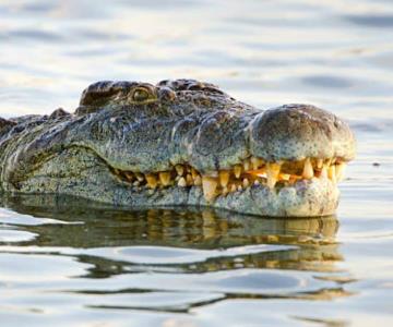 Muere hombre tras ser atacado y devorado por un cocodrilo en Tabasco