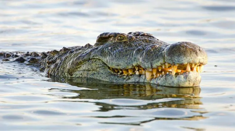 El lamentable suceso ocurrió en la Laguna de las Ilusiones, Villahermosa. (Foto: Especial)