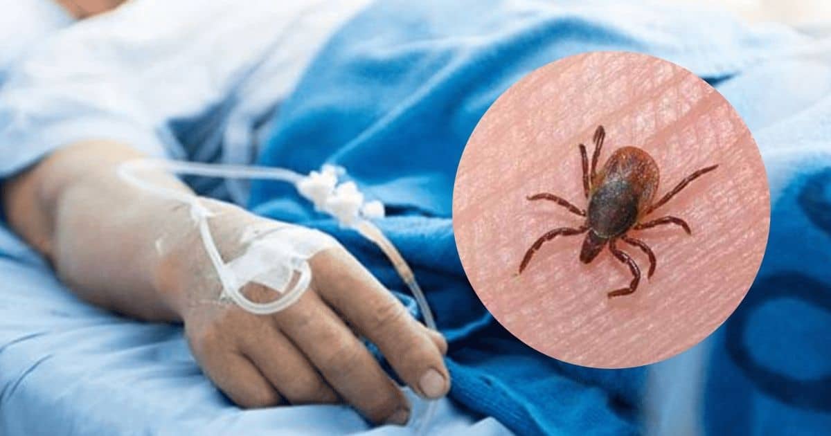 Aumentan fallecimientos por rickettsia en Sonora; suman 60