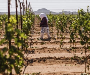 Sonora lidera migración de jornaleros en busca de empleo: Coneval