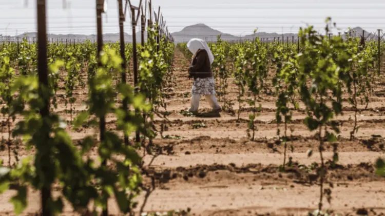 Chiapas, Puebla, Veracruz y Oaxaca, son los estados que más envían jornaleros agrícolas a Sonora.