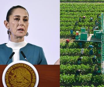 Sheinbaum: Migrantes sostienen economía agrícola de Estados Unidos