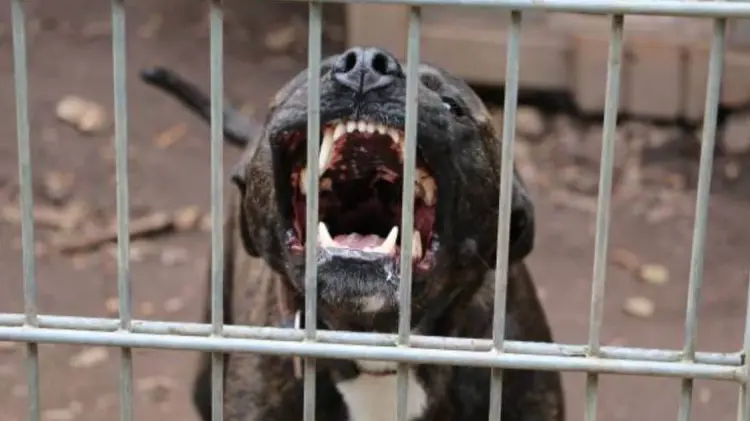 Dos perros atacaron al hombre en la colonia Colinas del Sol. (Foto: Ilustrativa)