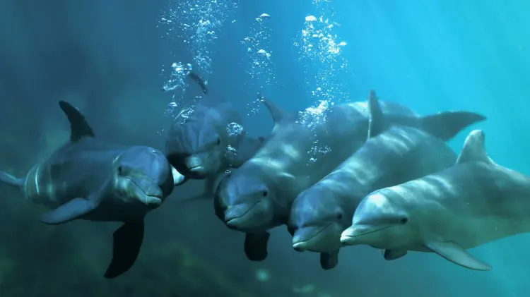 Los investigadores hallaron opioides en delfines vivos y muertos. (Foto: Cortesía)